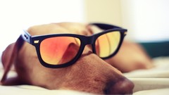 Animals Dogs glasses pets