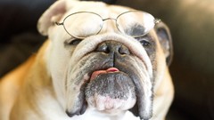 Animals Dogs glasses pets