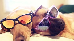 Animals Dogs glasses sunglasses pets depth of field