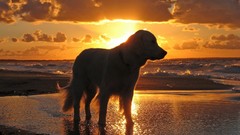 Animals Dogs golden retriever