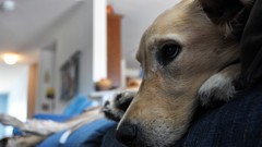 Animals Dogs golden retriever