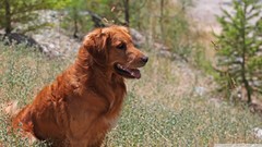 Animals Dogs golden retriever