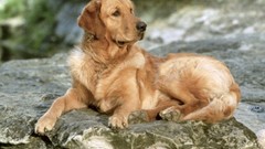 Animals Dogs golden retriever