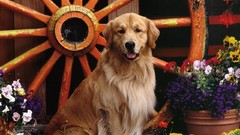 Animals Dogs golden retriever