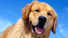 Animals Dogs golden retriever