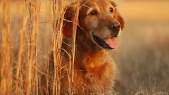 Animals Dogs golden retriever