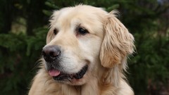 Animals Dogs golden retriever