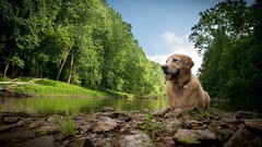 Animals Dogs golden retriever