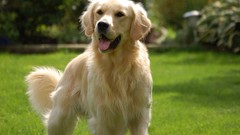 Animals Dogs golden retriever
