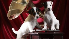 Animals Dogs gramophone musicians