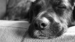 Animals Dogs grayscale