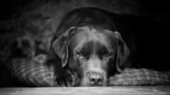 Animals Dogs grayscale