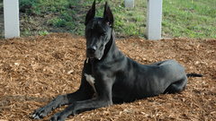 Animals Dogs great dane