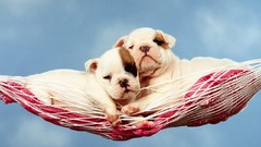 Animals Dogs hammock