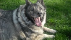 Animals Dogs happy Norwegian elkhound