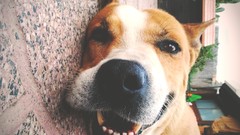 Animals Dogs happy smiling pets photo filters