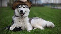 Animals Dogs hats husky