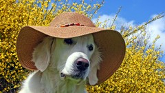 Animals Dogs hats pets skyscapes