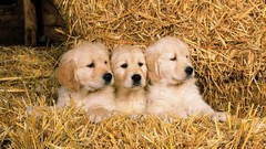 Animals Dogs hay