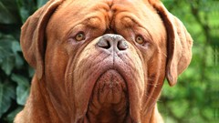 Animals Dogs head mastiff dogue de bordeaux