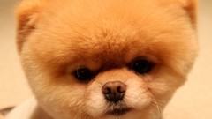 Animals Dogs head pets pomeranian boo