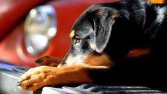 Animals Dogs headlights paws blurred background