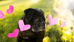 Animals Dogs Hearts Pugs pets