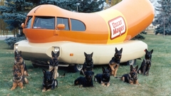 Animals Dogs hotdogs oscar
