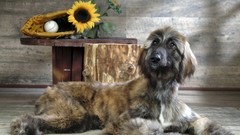 Animals Dogs hound sighthound afghan hound