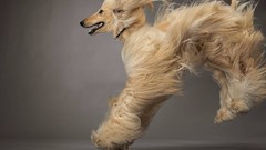 Animals Dogs hound sighthound afghan hound