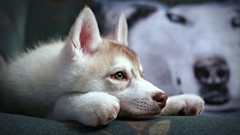 Animals Dogs House Siberian Husky pets