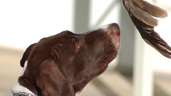 Animals Dogs hunting