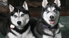 Animals Dogs Huskies