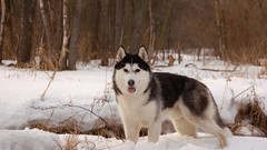 Animals Dogs Huskies husky forests
