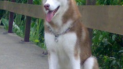 Animals Dogs Huskies Siberian Husky husky