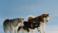 Animals Dogs husky