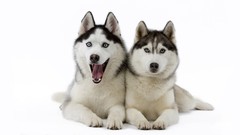 Animals Dogs husky