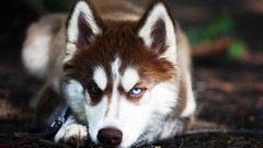 Animals Dogs husky