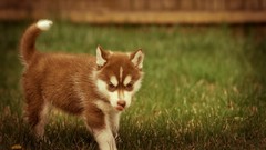 Animals Dogs husky