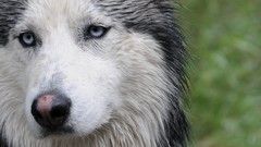 Animals Dogs husky