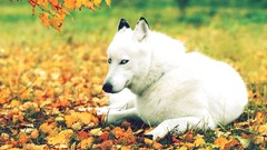Animals Dogs husky