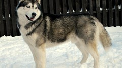 Animals Dogs husky