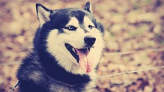 Animals Dogs husky
