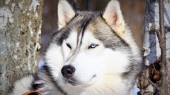 Animals Dogs husky