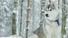 Animals Dogs husky