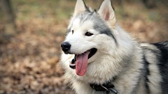 Animals Dogs husky