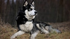 Animals Dogs husky pets