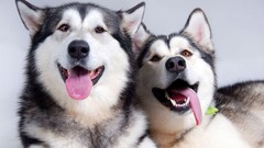 Animals Dogs husky pets