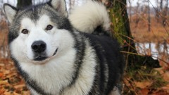 Animals Dogs husky smiling