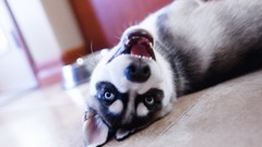 Animals Dogs husky upside down